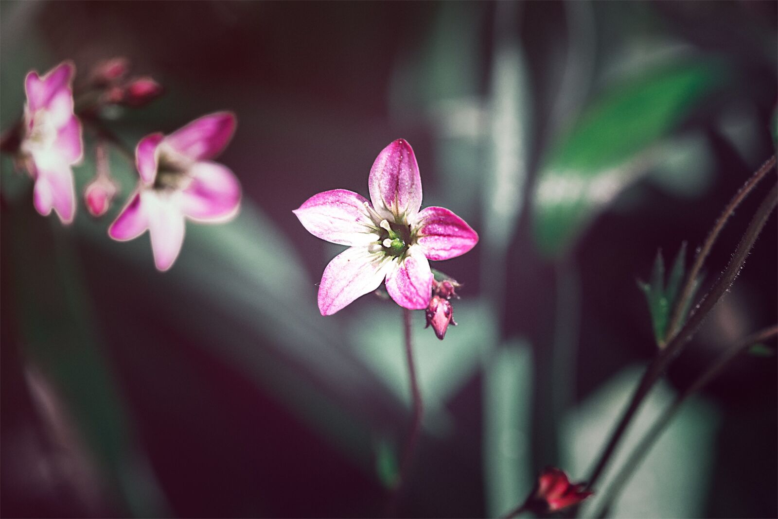 Nikon D750 sample photo. Pink, pink flower, small photography