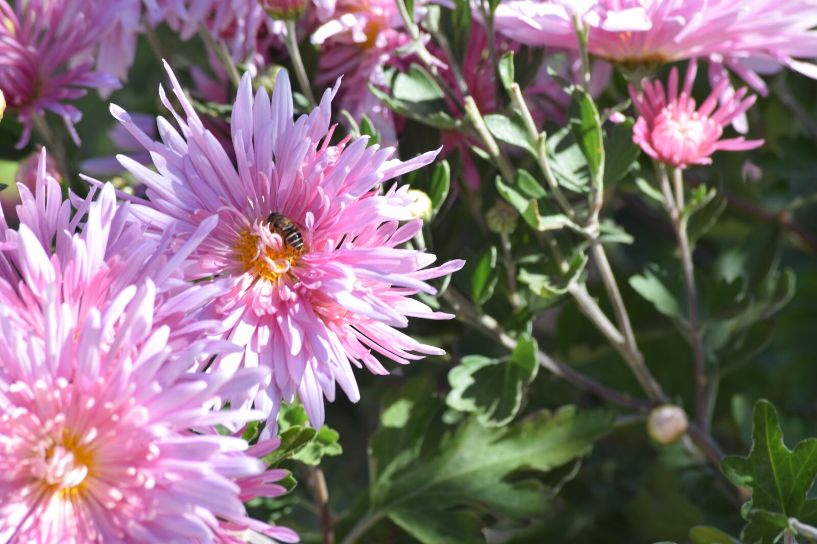 Nikon D5300 sample photo. Pink flower, bee on photography