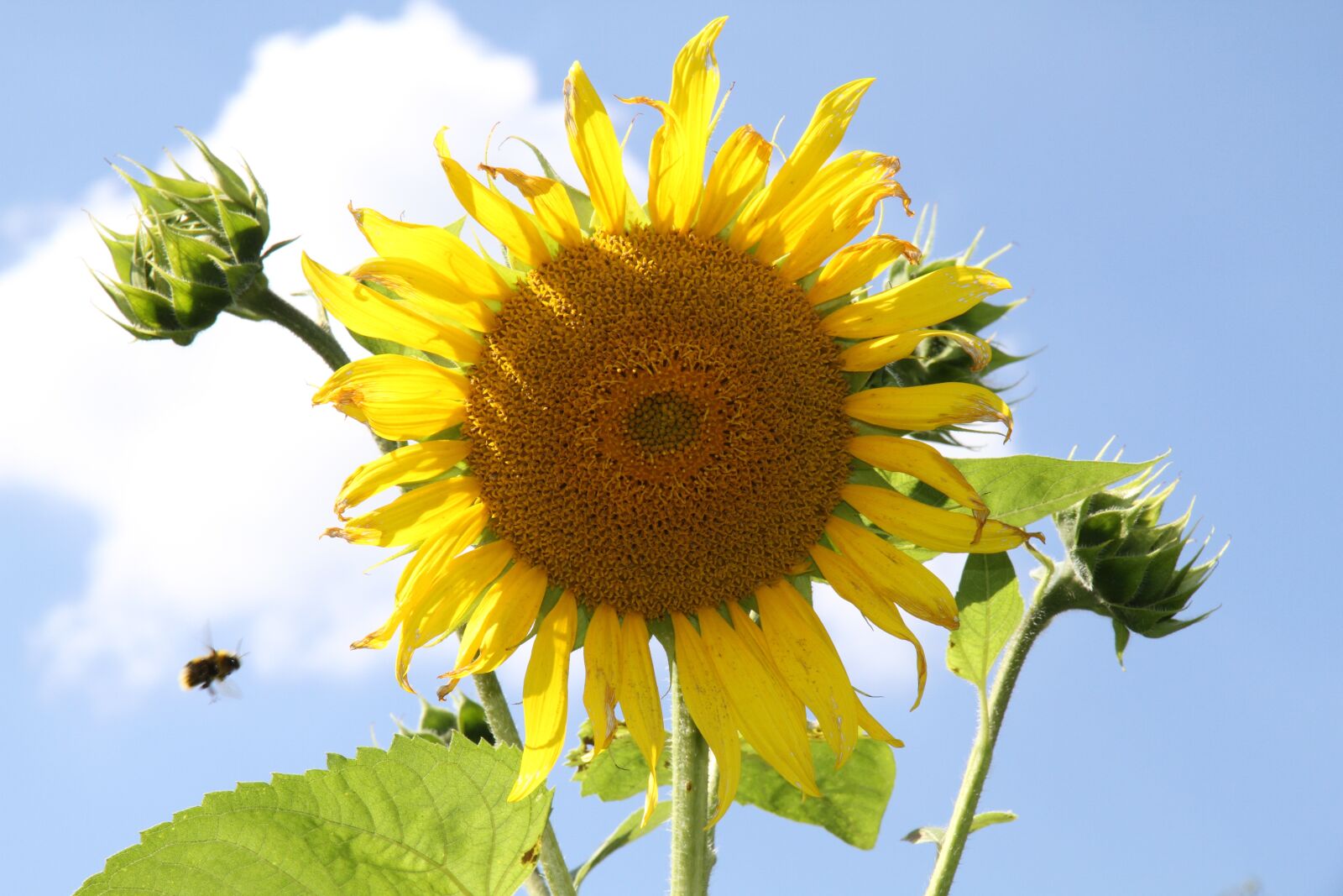 Canon EOS 7D sample photo. Sunflower, sun, summer photography