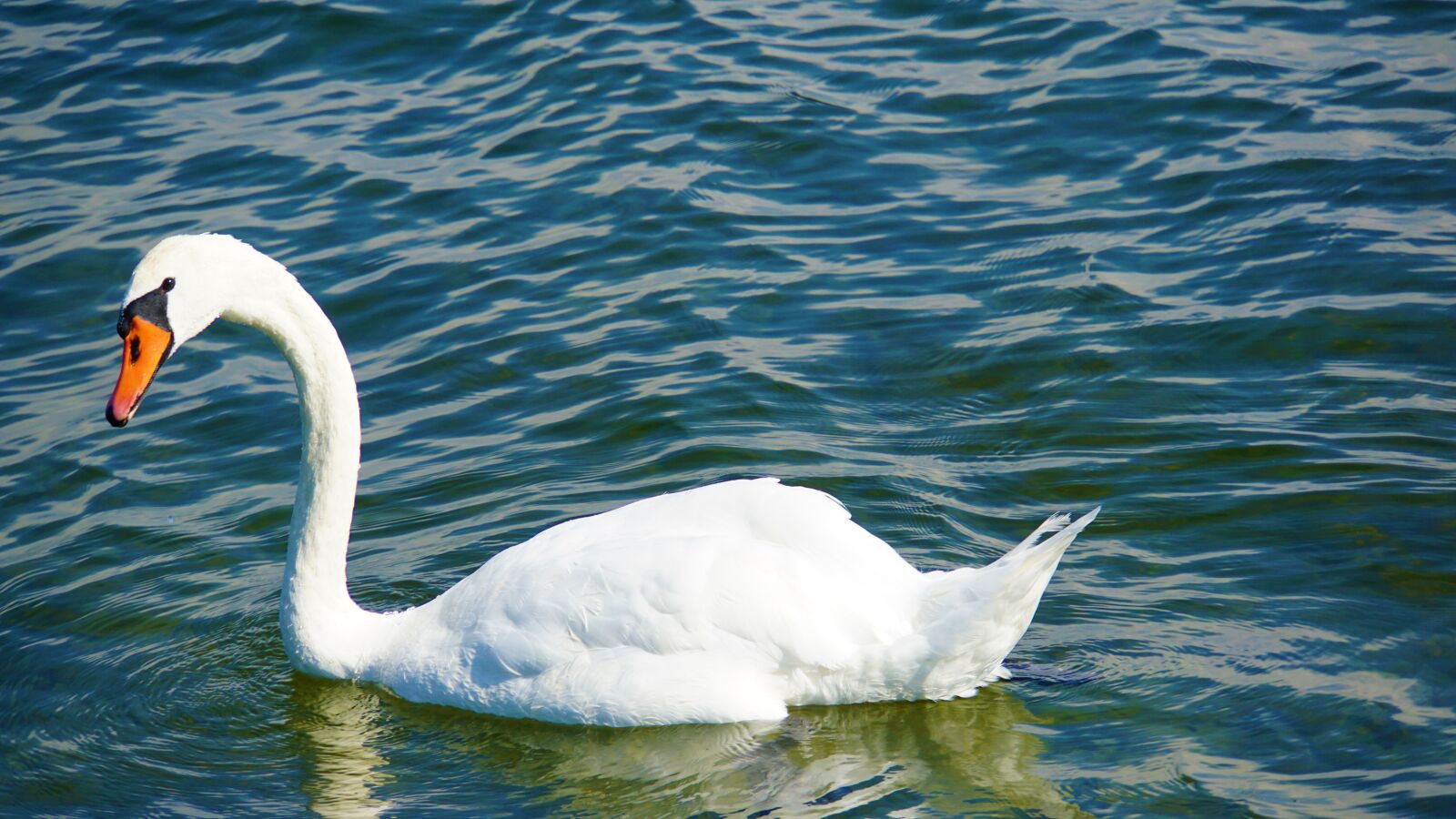 Sony E 18-200mm F3.5-6.3 OSS LE sample photo. Swan, white, bird photography