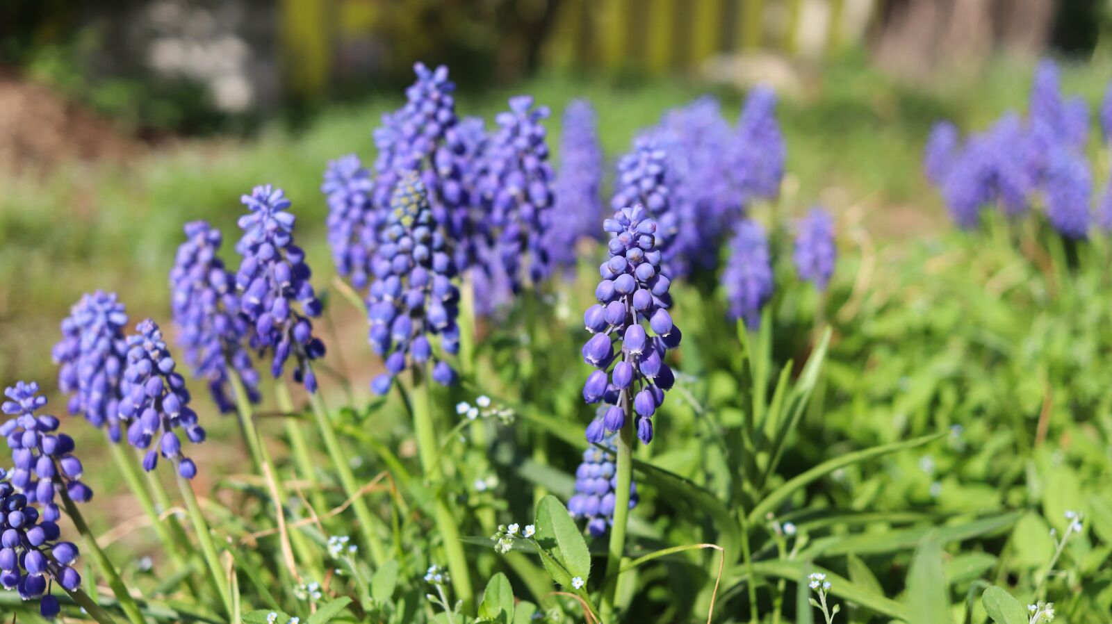 Canon EF-S 24mm F2.8 STM sample photo. Muscat and, grape hyacinth photography