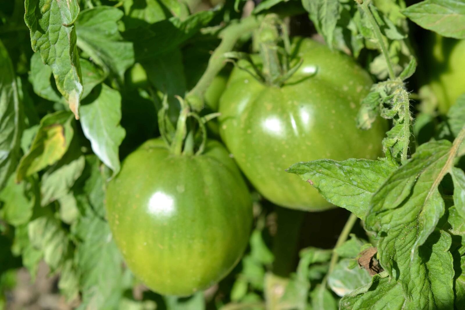 Nikon D3100 + Nikon AF-S DX Micro Nikkor 40mm F2.8 sample photo. Vegetable, green tomato, nature photography