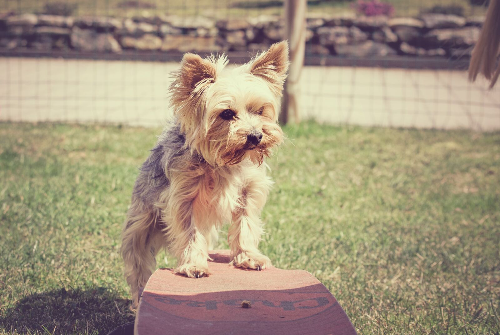 Nikon D7100 sample photo. Dog, pet, yorkie photography