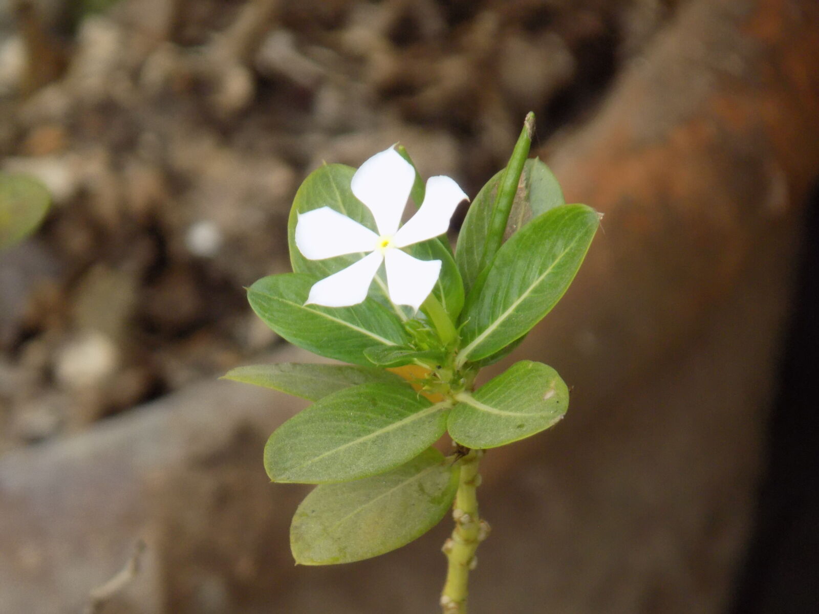 Nikon COOLPIX L330 sample photo. Beautiful, flowers photography