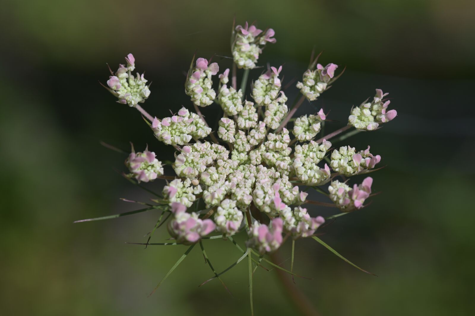Nikon Z6 sample photo. Queen anne's lace, flowers photography