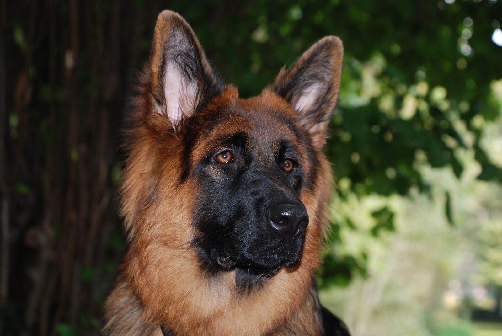 Nikon D80 sample photo. Dog, german shepherd, old photography