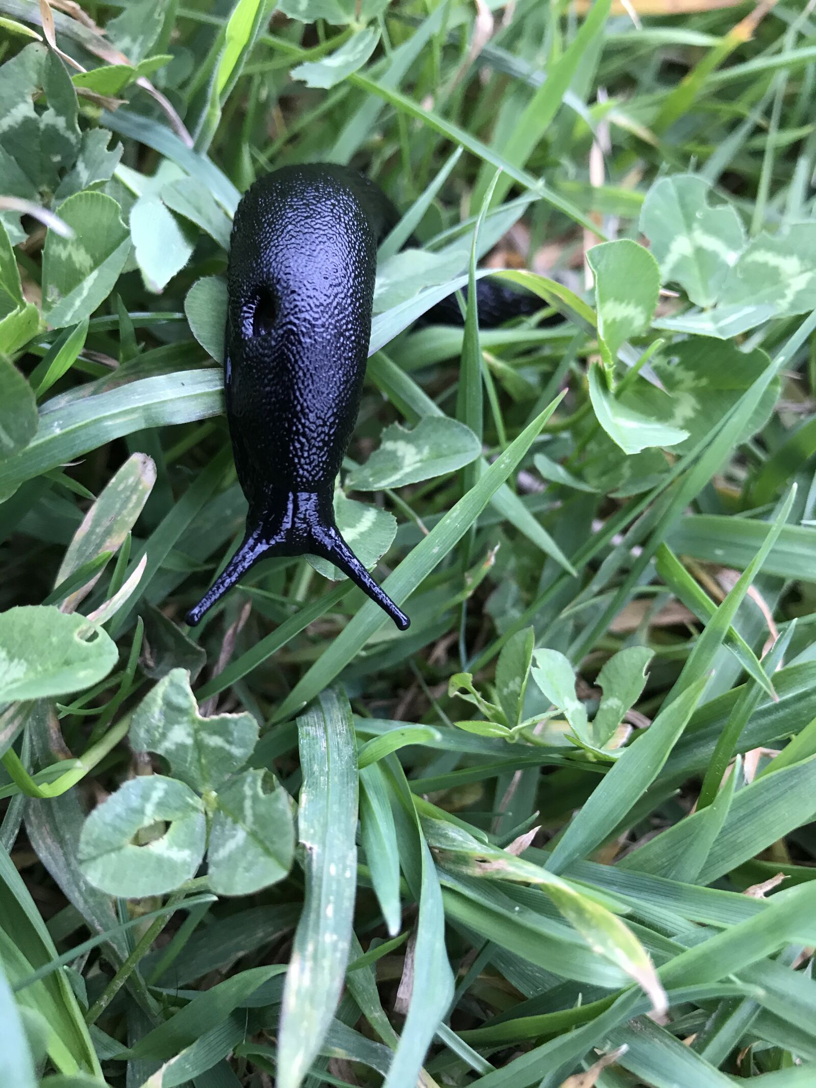 iPhone 7 Plus back dual camera 3.99mm f/1.8 sample photo. Nature, snail, crawling photography