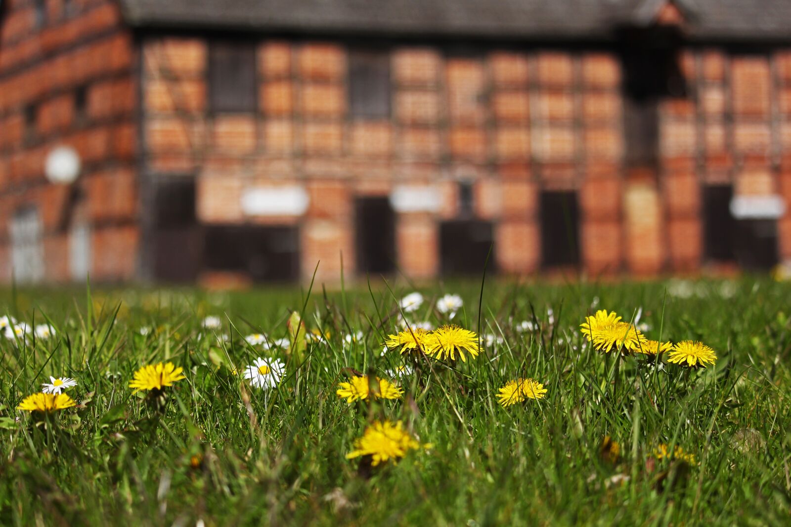 Canon EF-S 55-250mm F4-5.6 IS STM sample photo. Spring meadow, fachwerkhaus, farm photography