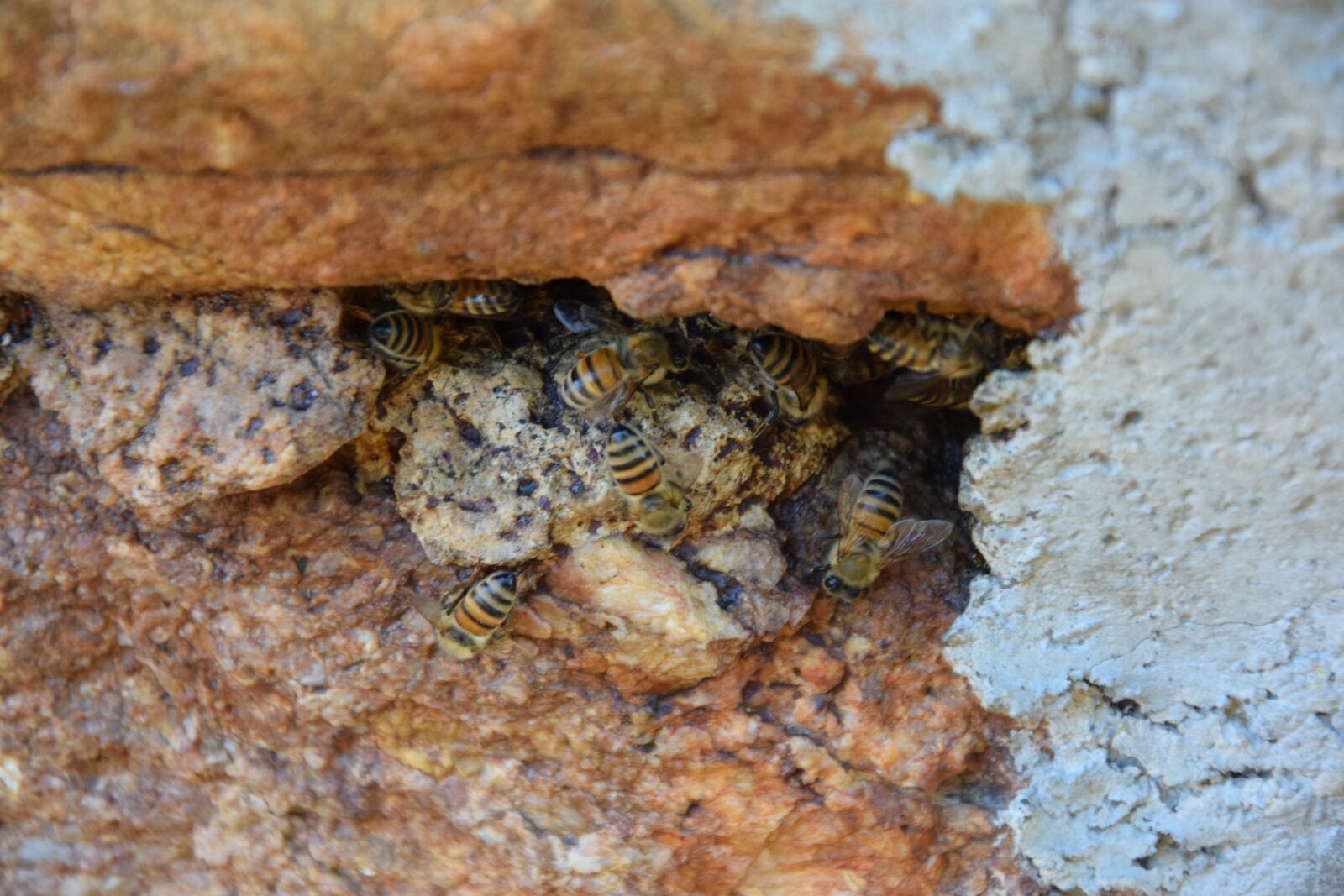 Nikon D5300 sample photo. Api, wall, stone photography