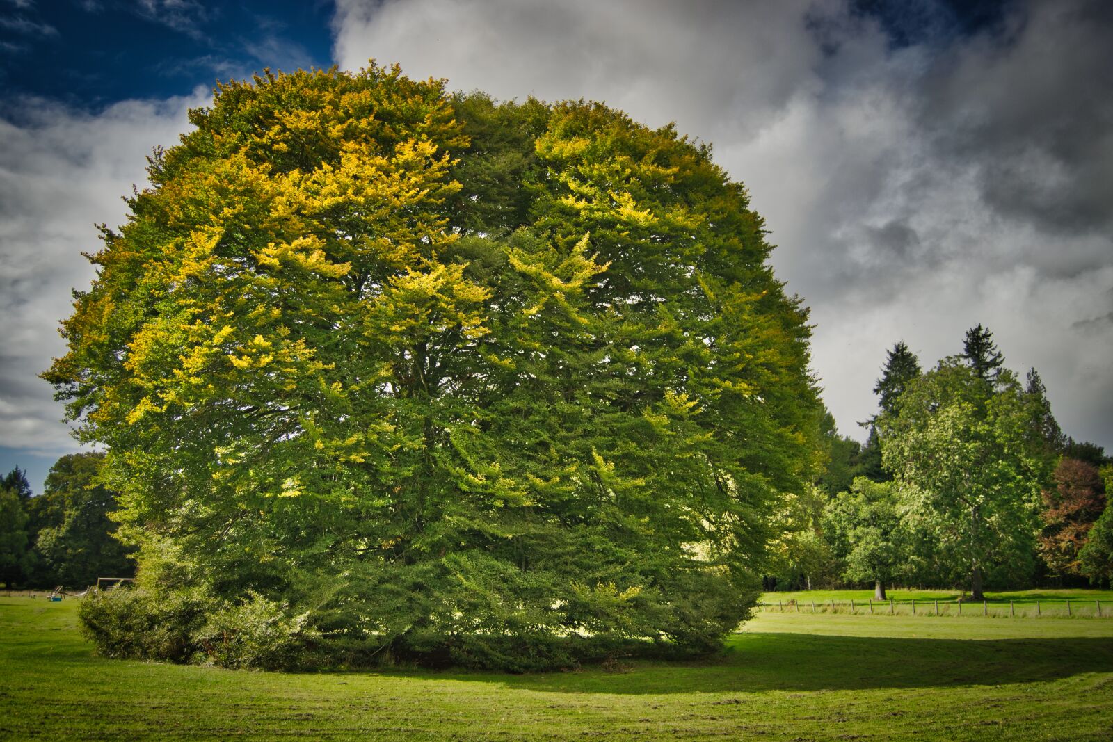 Nikon D5300 sample photo. Tree, park, nature photography