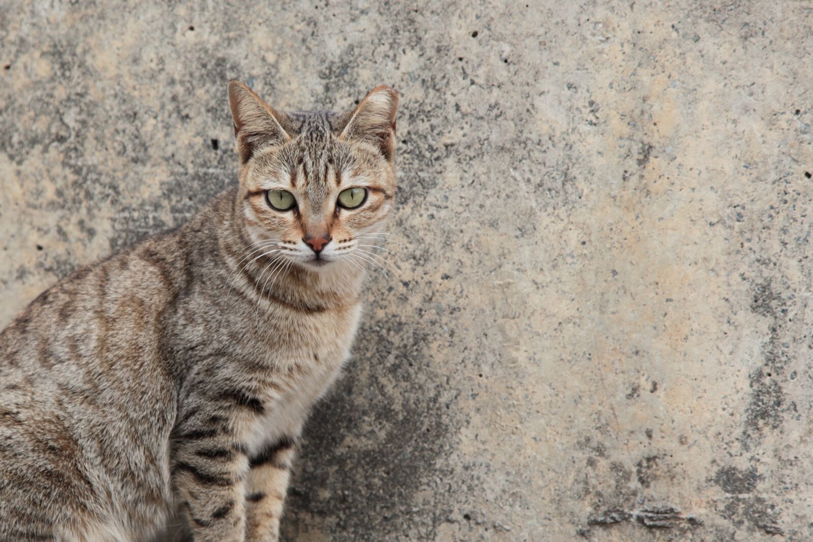 Canon EOS 5D Mark II sample photo. Cat, stray, animal photography