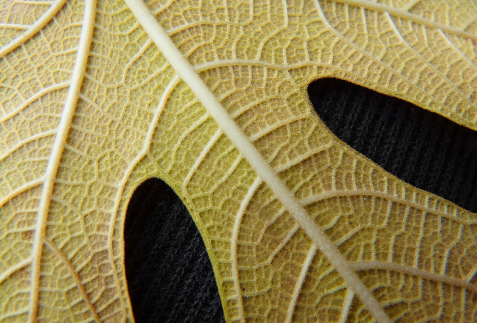 Panasonic DMC-FZ62 sample photo. Leaf, yellow leaf, fig photography
