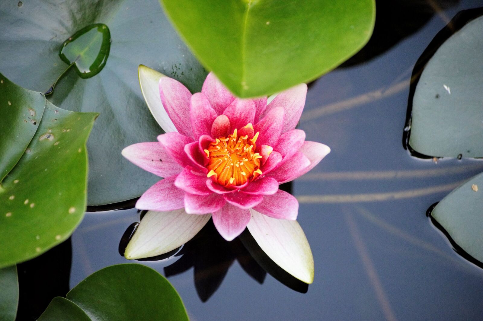 Nikon D3200 sample photo. Water lily, water, green photography