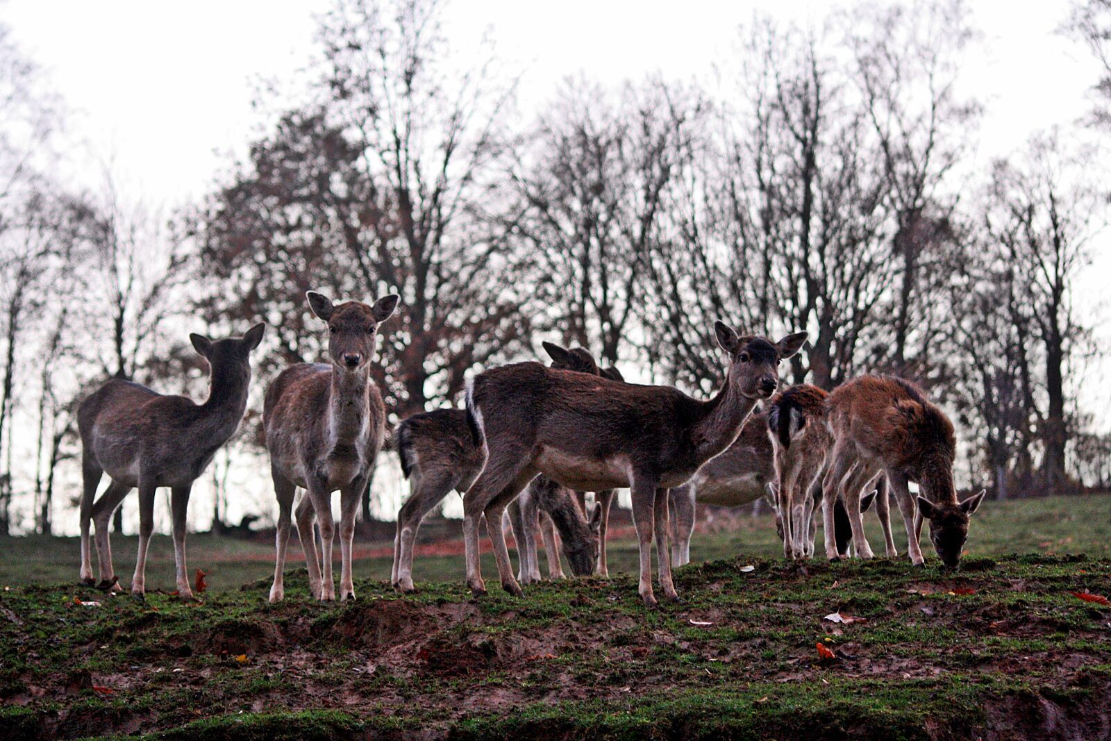 Canon EOS 1000D (EOS Digital Rebel XS / EOS Kiss F) sample photo. Wild, deer, evening photography