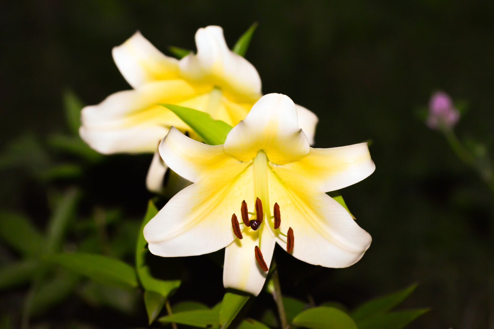 Nikon D5200 sample photo. Flower, nature, plant photography