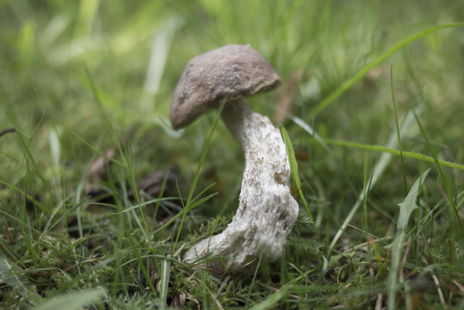 Canon EOS 70D + Canon EF 35mm F2 sample photo. Mushroom, grass, nature photography