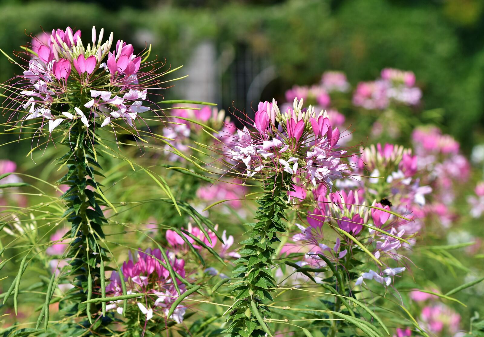 Nikon D7200 sample photo. Spider flower, flower, spider photography