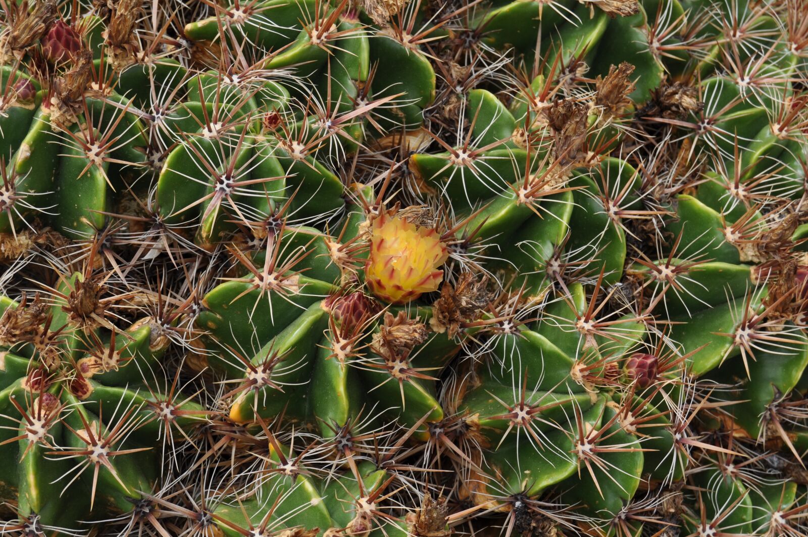 Nikon D5000 sample photo. Cactus, garden, flower photography