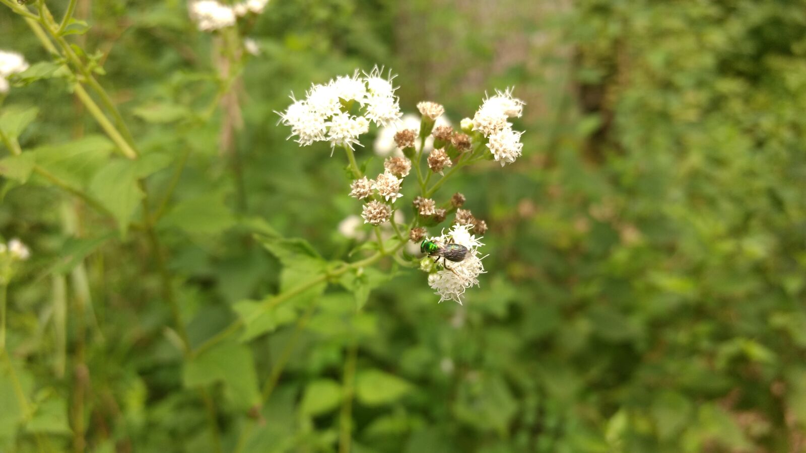 Motorola Moto G (4) sample photo