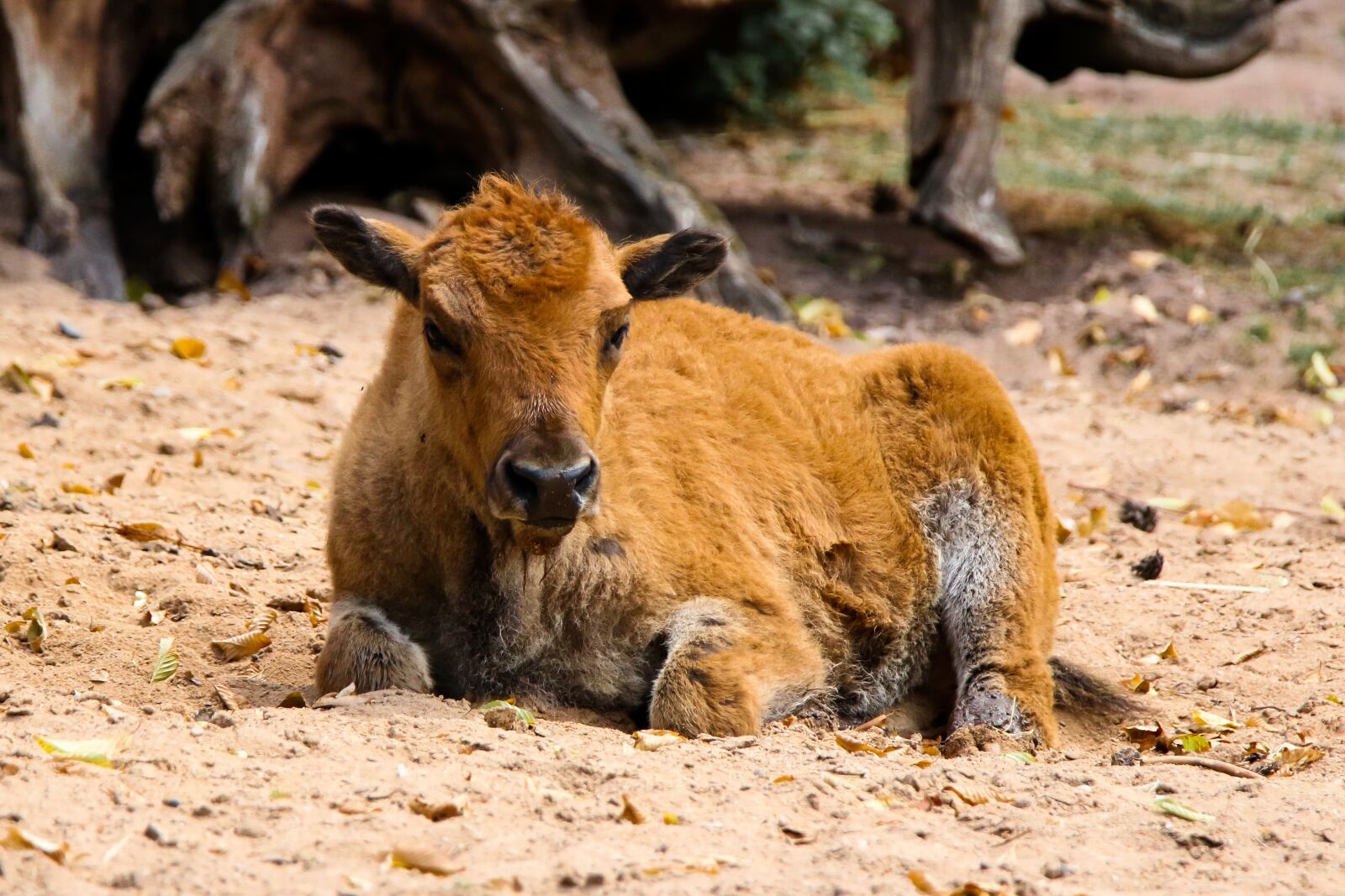 Canon EOS 70D + Tamron SP 150-600mm F5-6.3 Di VC USD sample photo. Animal world, calf, buffalo photography