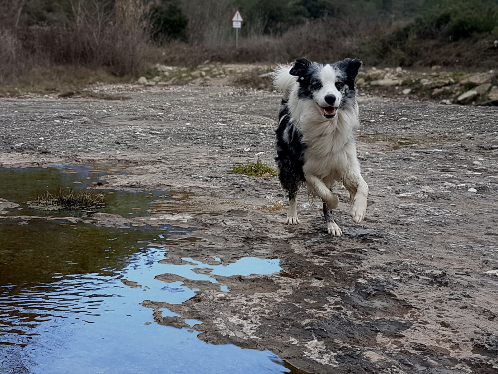 Samsung Galaxy S7 Edge sample photo. Border collie, dog, pet photography