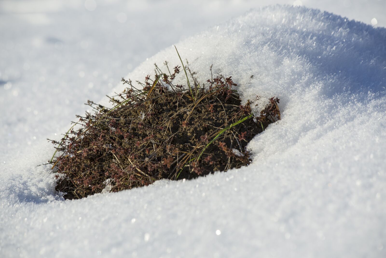 Canon EF 70-300mm F4-5.6 IS USM sample photo. Snow, winter, wintry photography