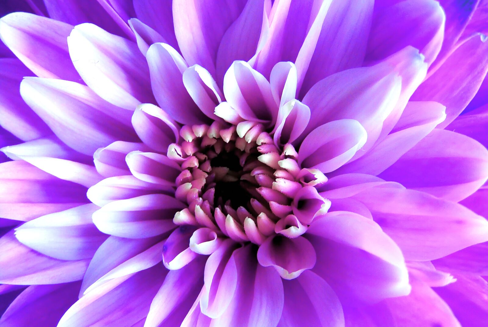 Canon PowerShot SX410 IS sample photo. Purple, flower, nature photography