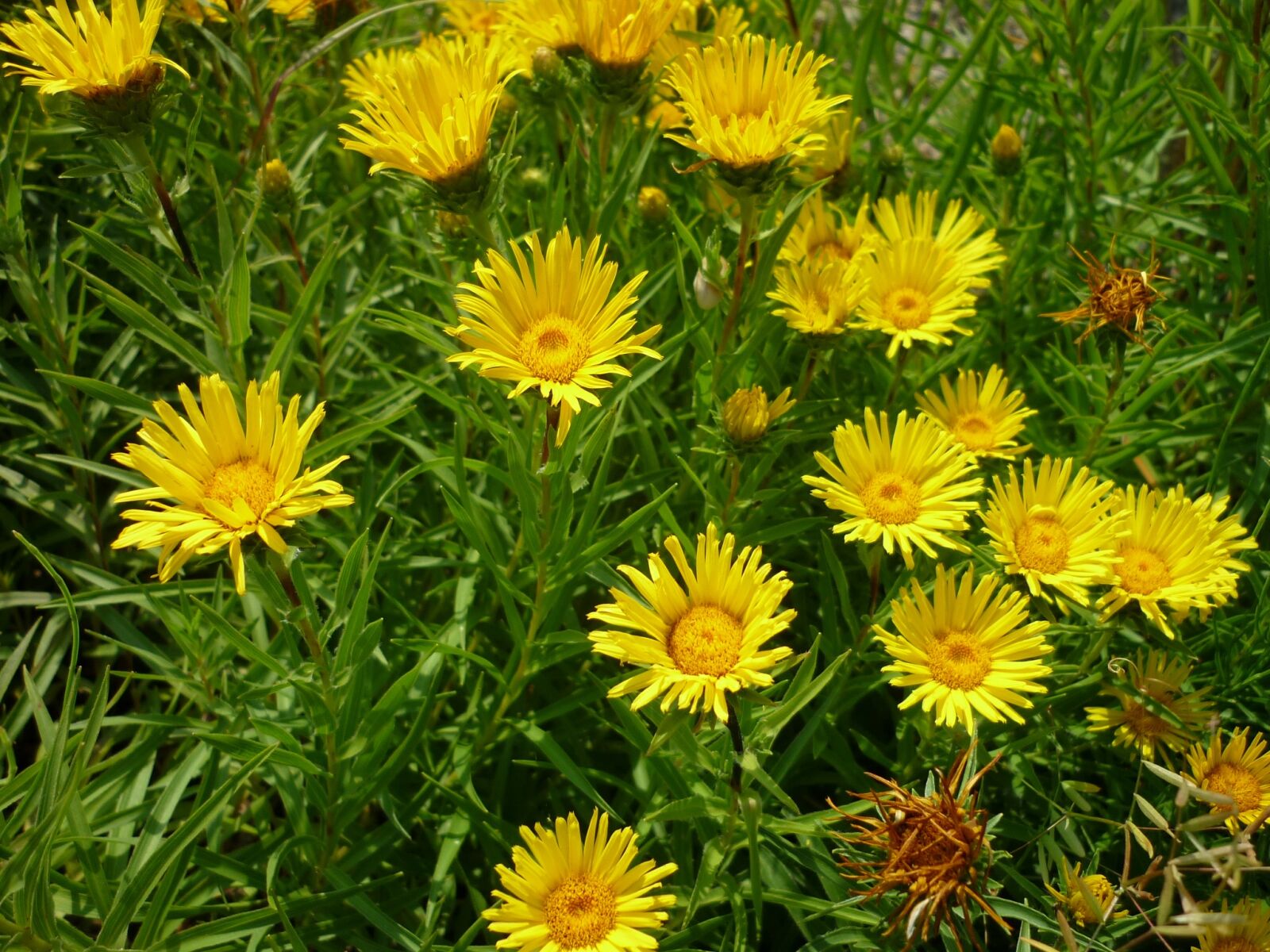 Panasonic Lumix DMC-FS6 sample photo. Basket of flowers, small photography