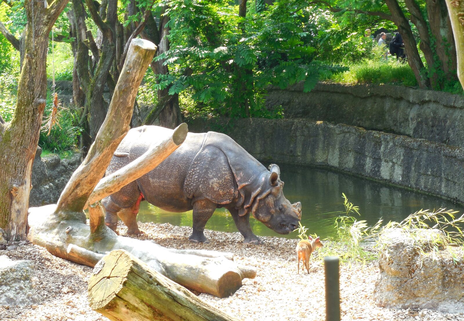 Nikon Coolpix L610 sample photo. Rhino, zoo, summer photography