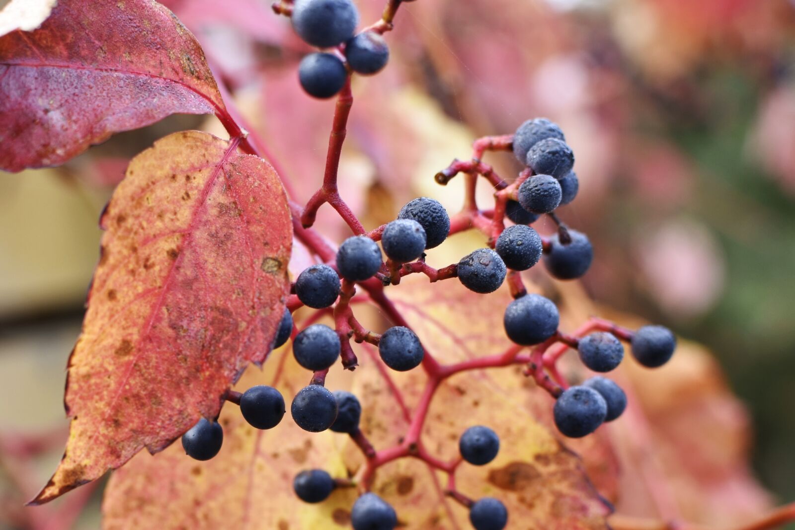Nikon D7200 sample photo. Berry, plant, red leaves photography