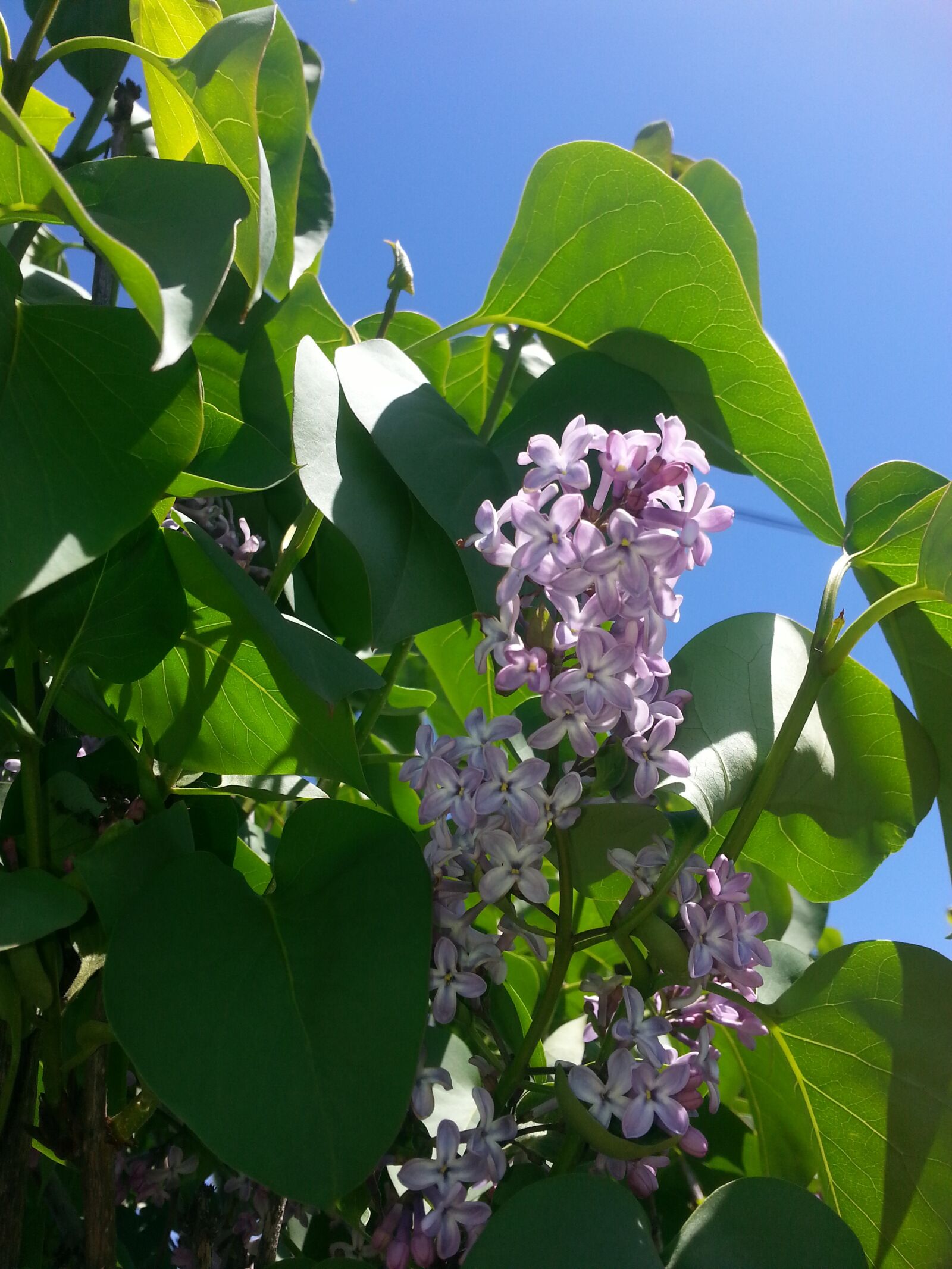Samsung Galaxy Note2 sample photo. Lilac, flower, spring photography