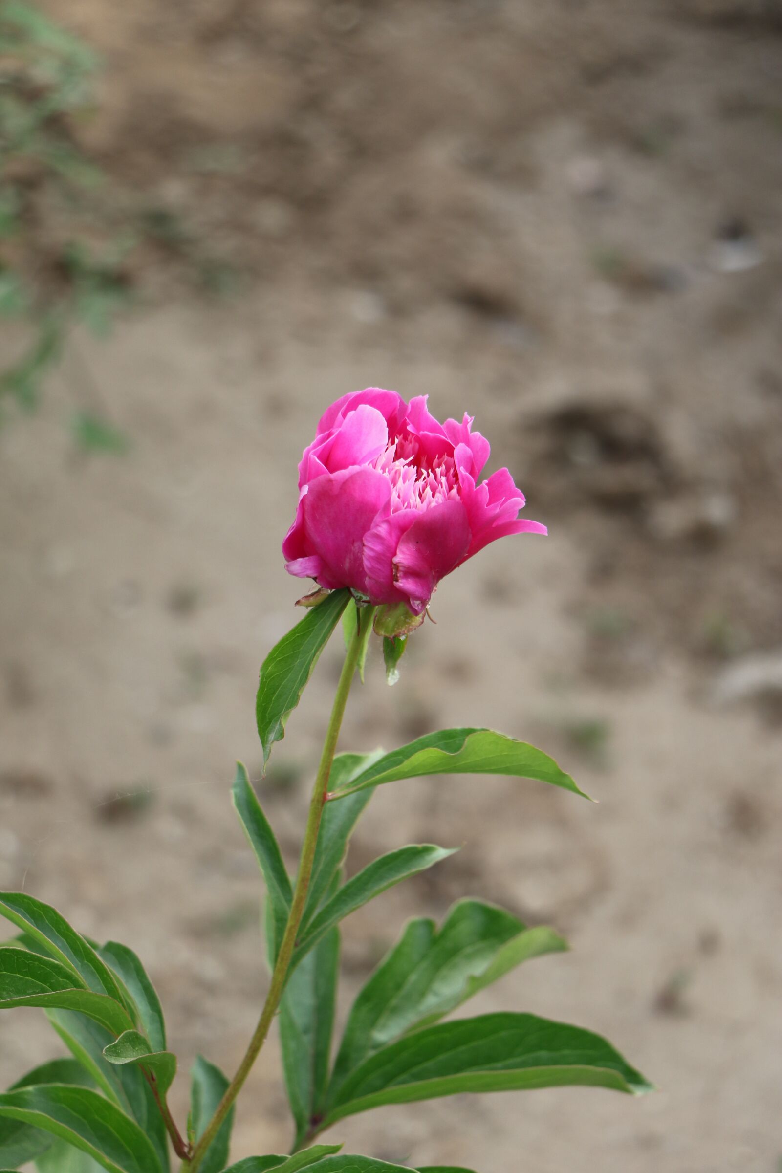 Canon EOS 7D Mark II sample photo. Chinese herbaceous peony, flower photography