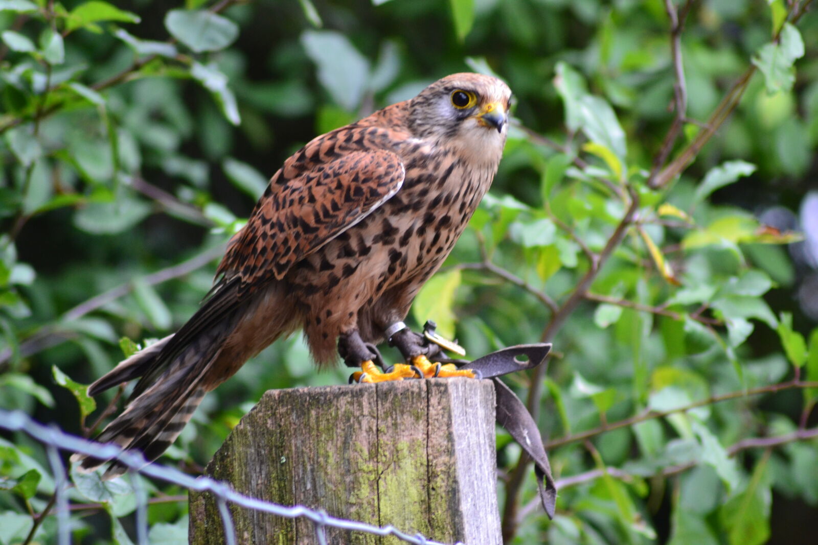 Nikon D3100 sample photo. Animal, park, bird, close photography