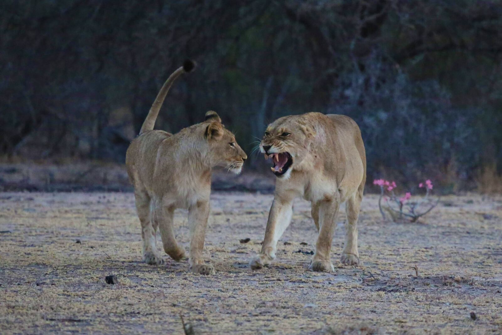 Canon EF 100-400mm F4.5-5.6L IS USM sample photo. Lioness, lions, roar photography