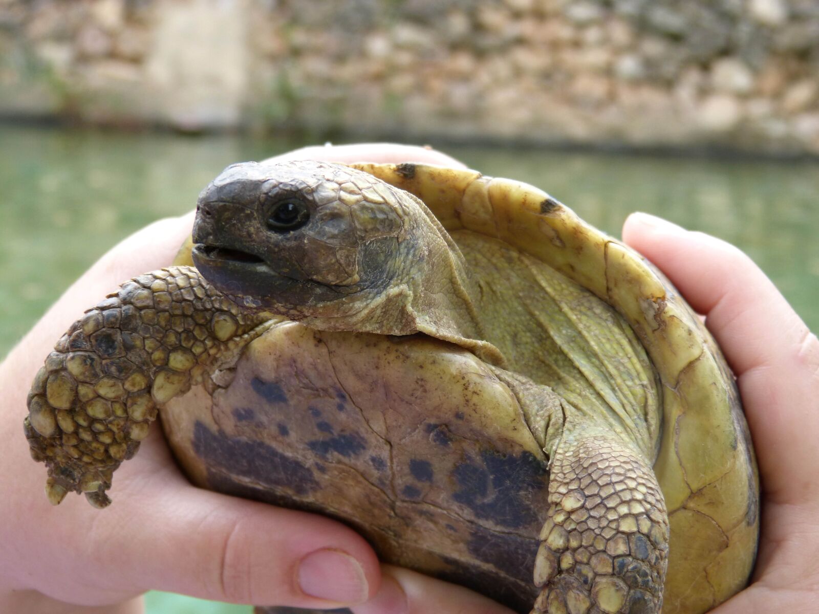 Panasonic DMC-FZ62 sample photo. Mediterranean tortoise, priorat, montsant photography