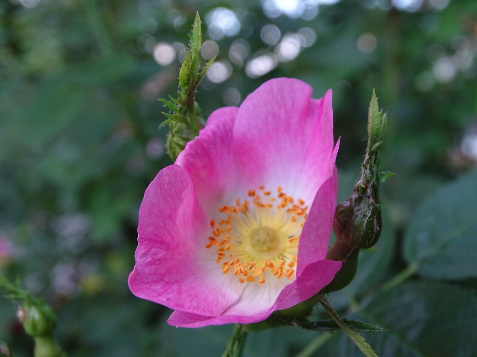 Sony Cyber-shot DSC-HX400V sample photo. Rose, wild rose, dog photography