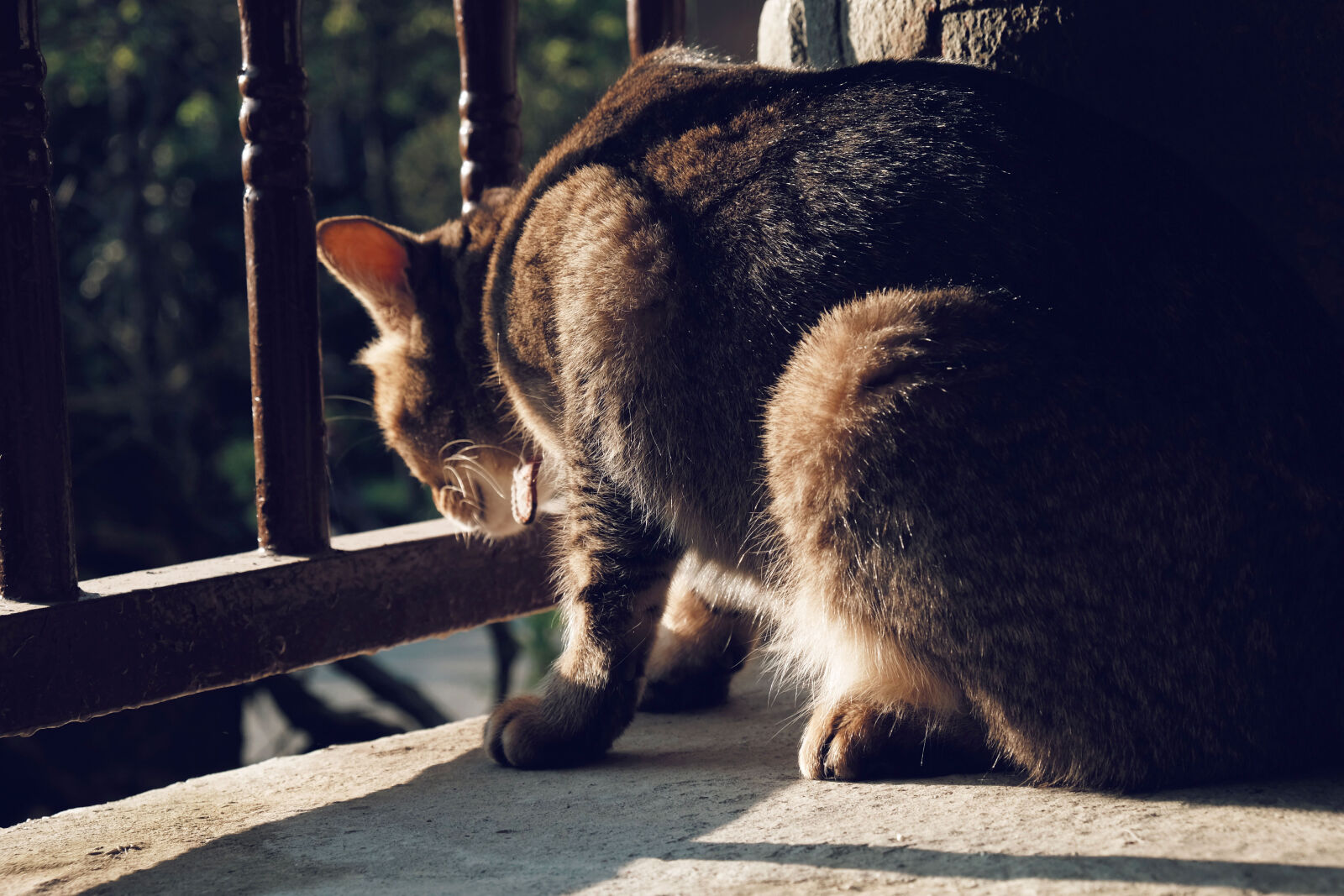Fujifilm X-T10 sample photo. Animal, cat, feline, furry photography