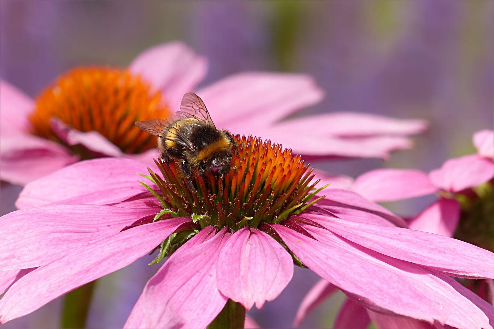 Panasonic Lumix DMC-FZ200 sample photo. Animal, insect, hummel photography