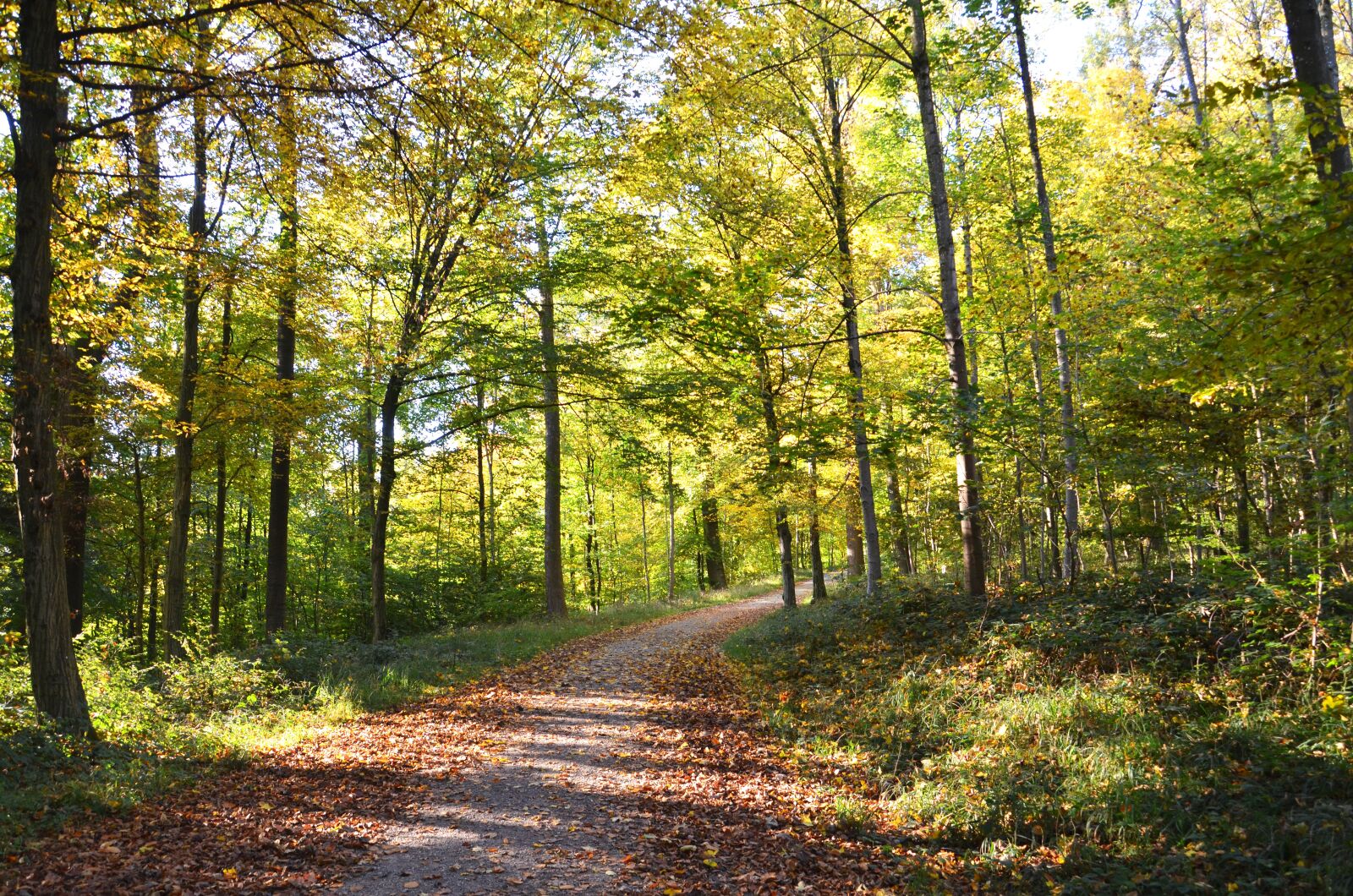 Nikon D7000 sample photo. Autumn, leaves, fall foliage photography