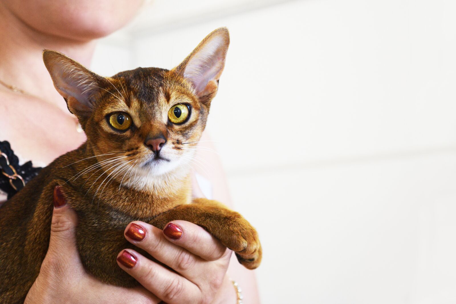 Nikon D3300 sample photo. Abyssinian cat, cat pageant photography