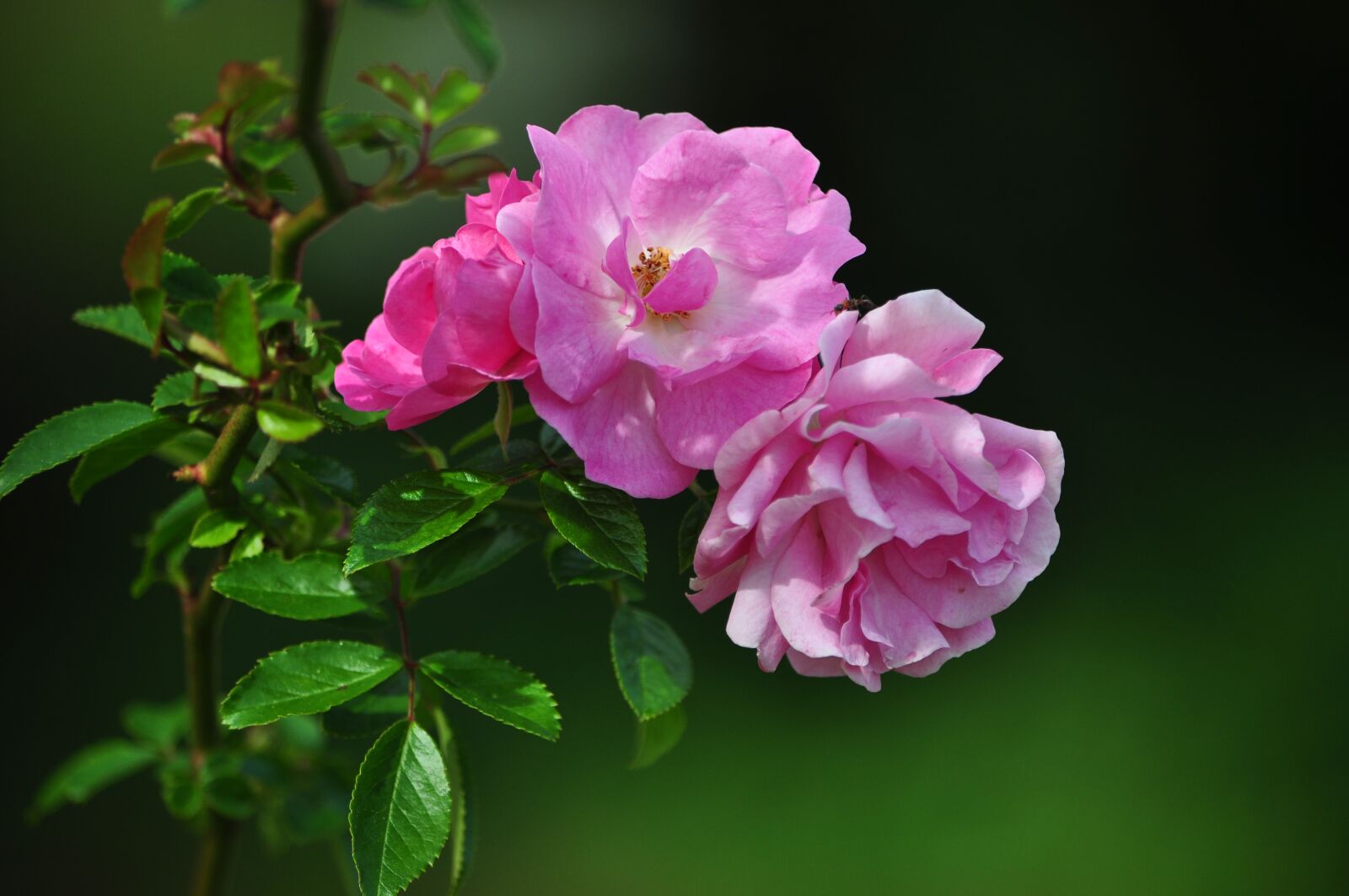 Nikon D5000 sample photo. Roses, flowers, pink photography