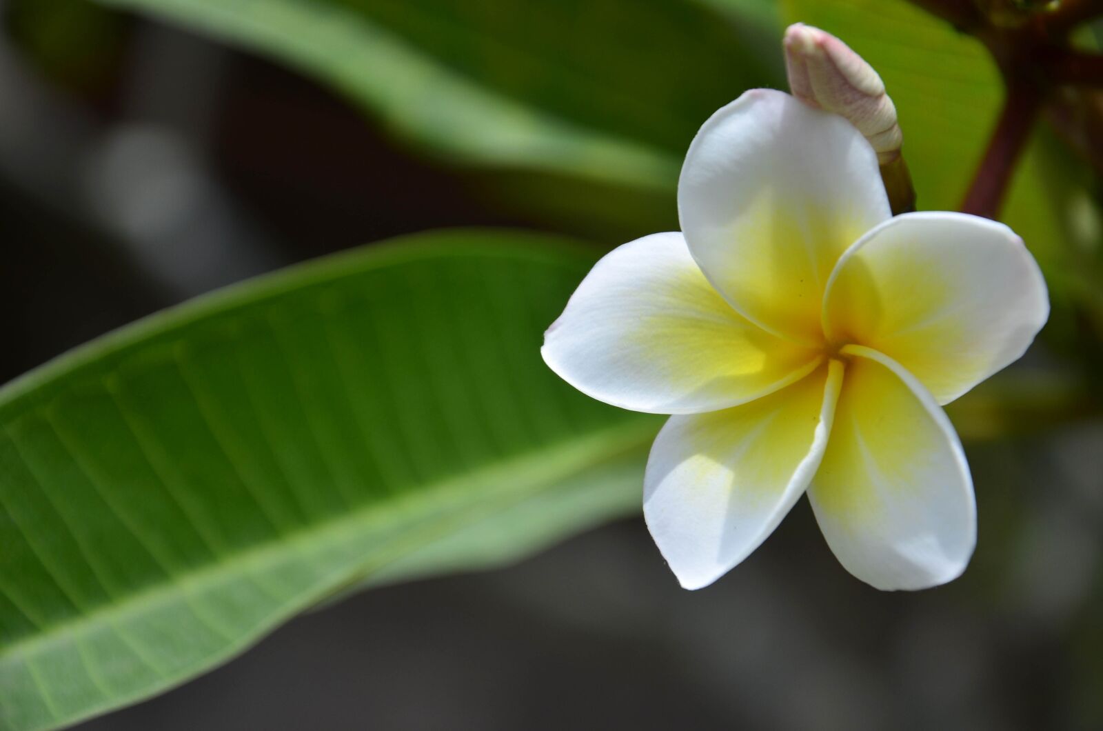 Nikon D7000 sample photo. Plant, tropical, nature photography