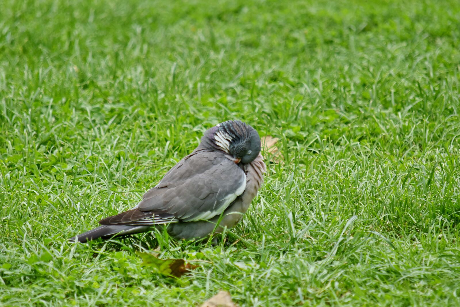 Nikon D5500 sample photo. Head, pigeon, feather, grass photography