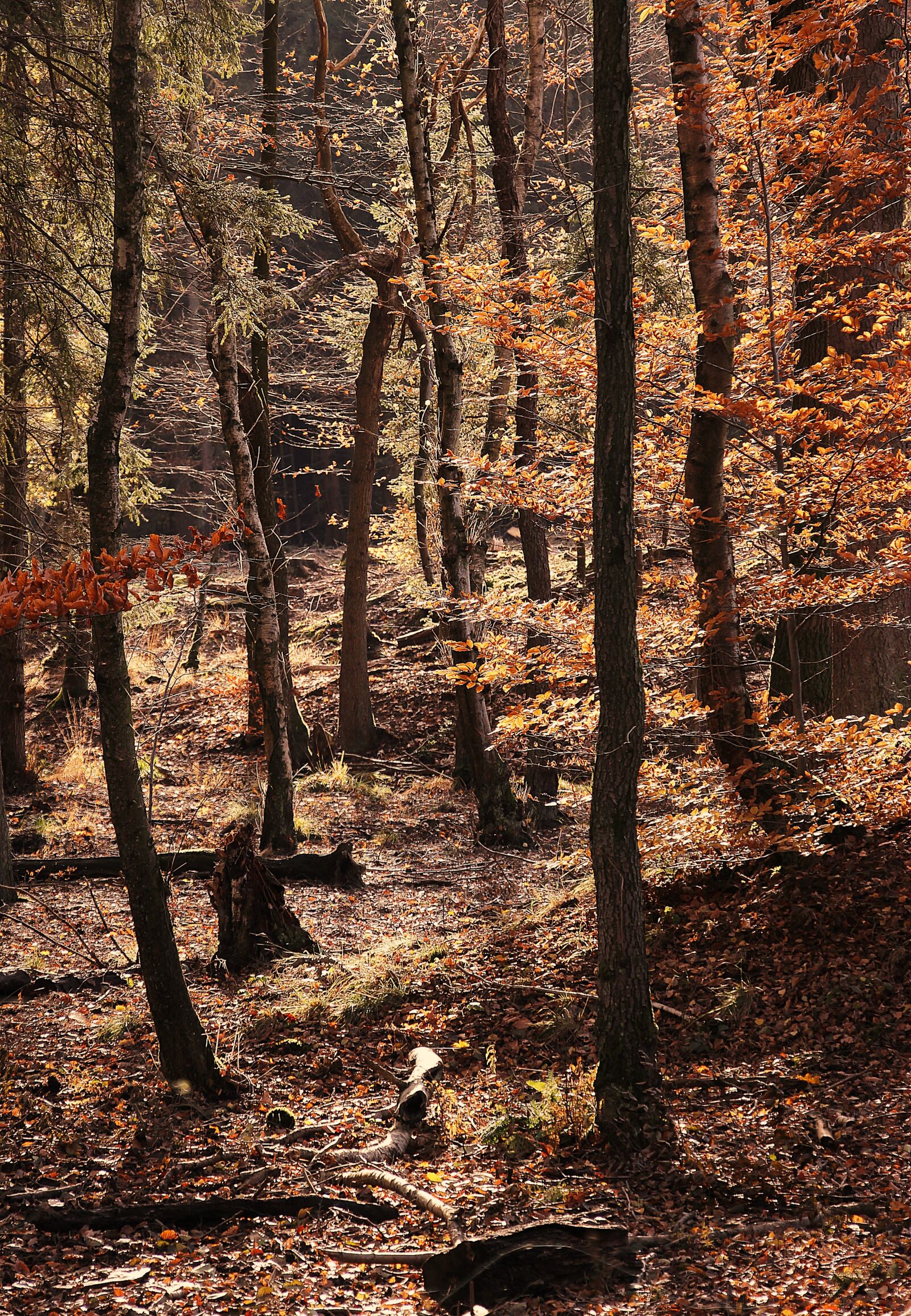 Canon EOS 100D (EOS Rebel SL1 / EOS Kiss X7) sample photo. Forest, autumn, autumn forest photography