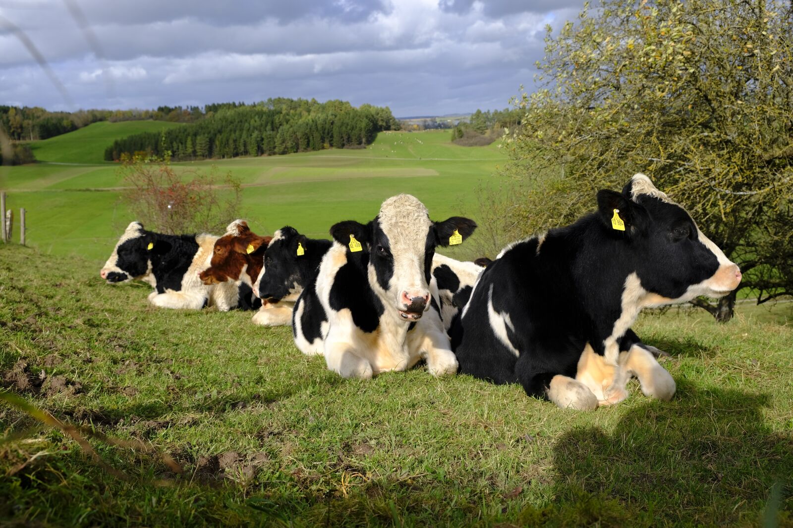 Fujifilm XF 18-55mm F2.8-4 R LM OIS sample photo. Cows, cattle, flock photography