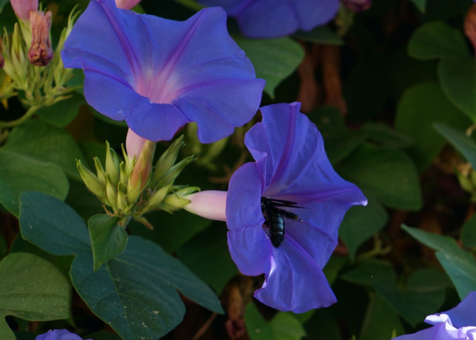 Sony a7 II + Sony FE 24-240mm F3.5-6.3 OSS sample photo. Flower, bee, insect photography