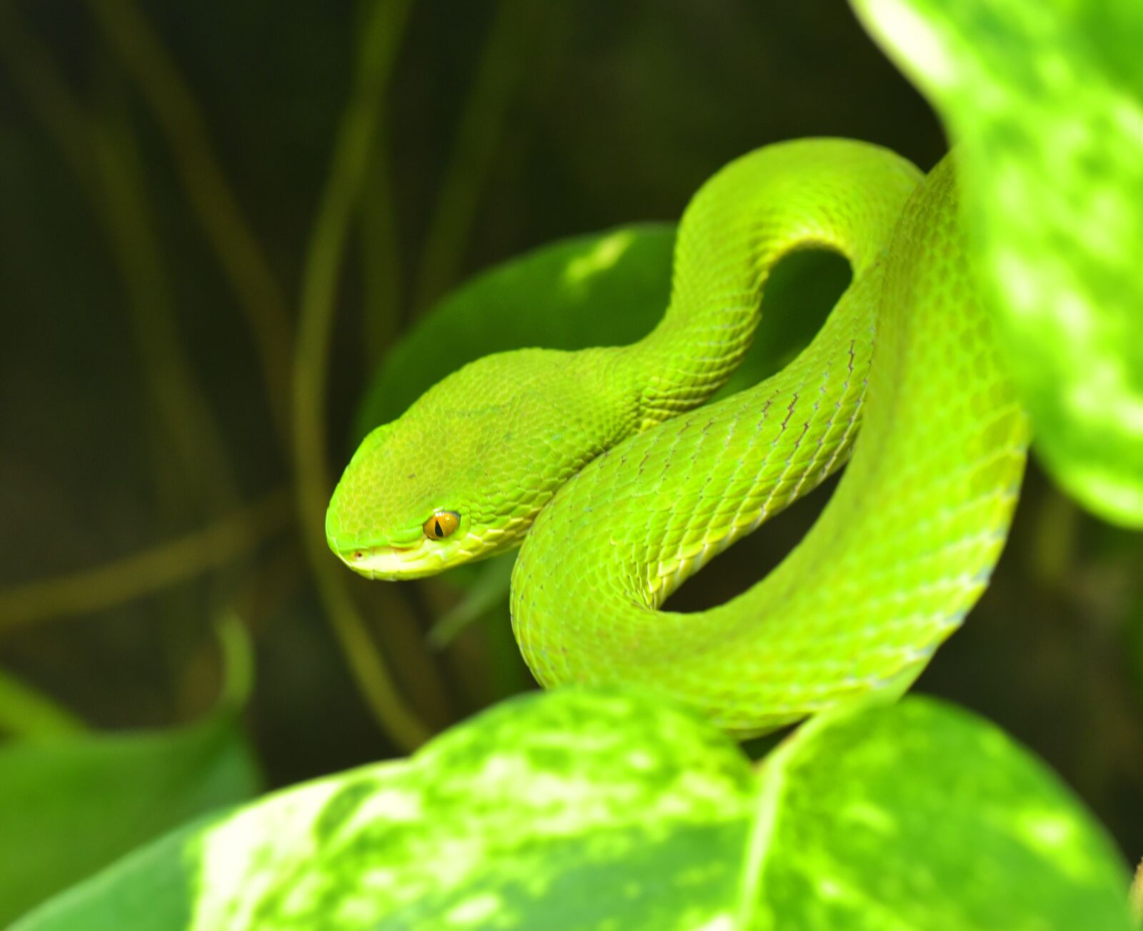 Nikon D750 sample photo. Green buschviper, atheris squamigera photography
