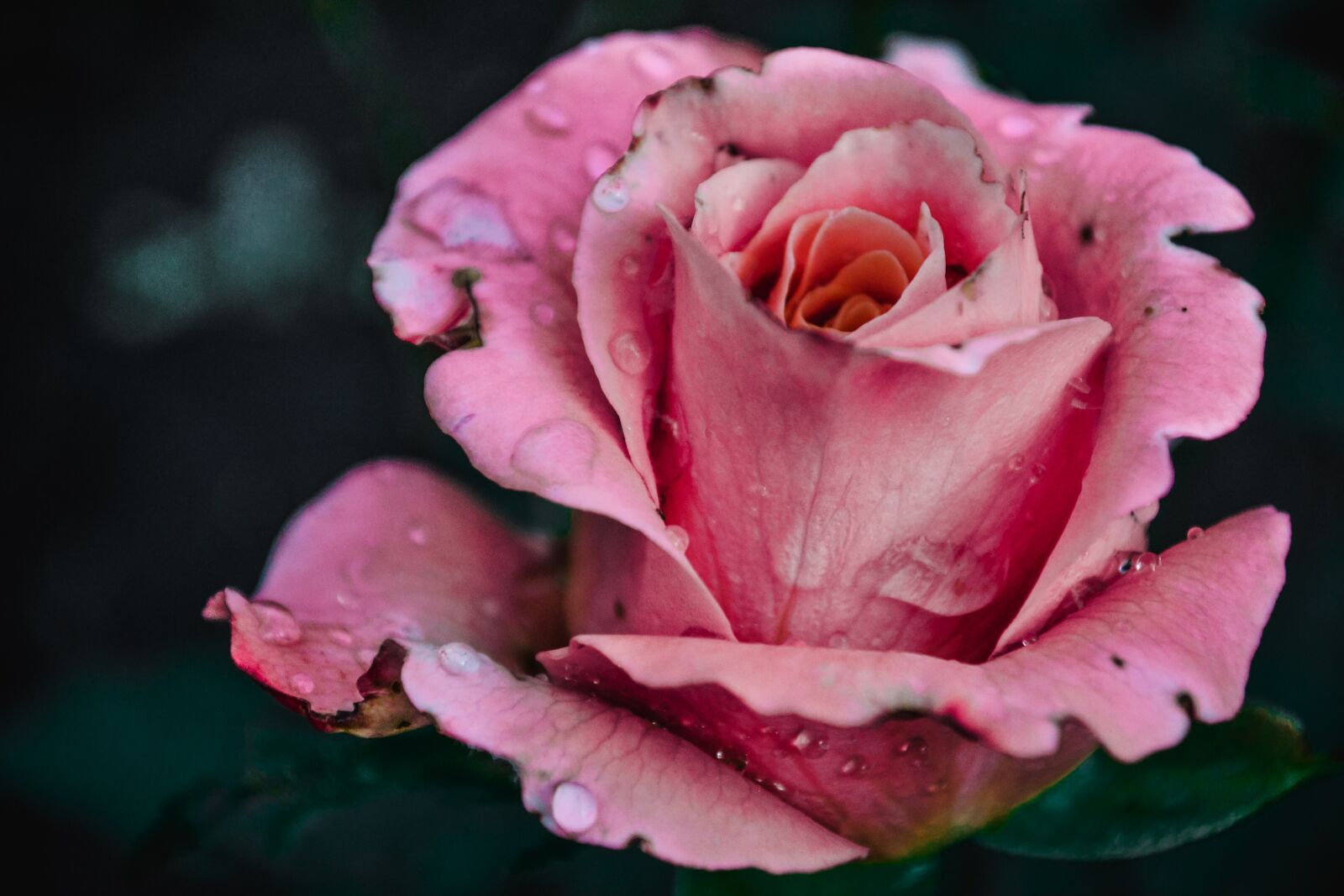 Nikon D3100 sample photo. Flowers, rose, summer photography