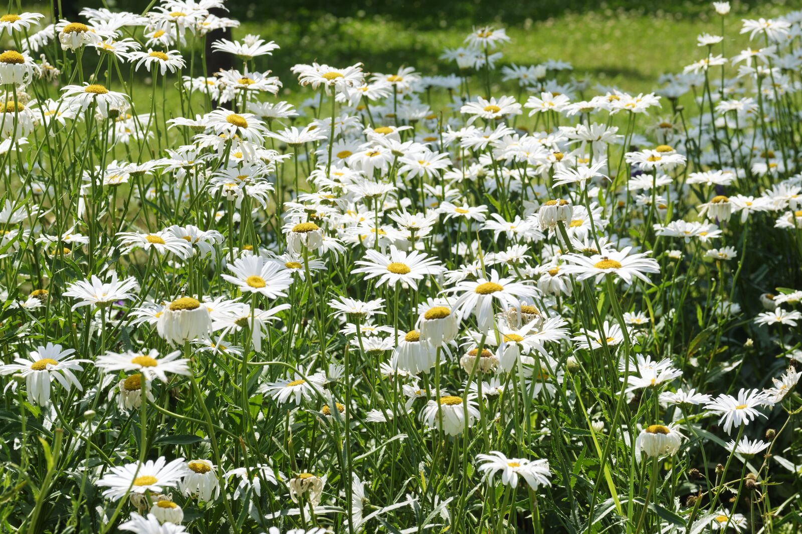 Nikon D5300 sample photo. Daisies, flowers, the white photography