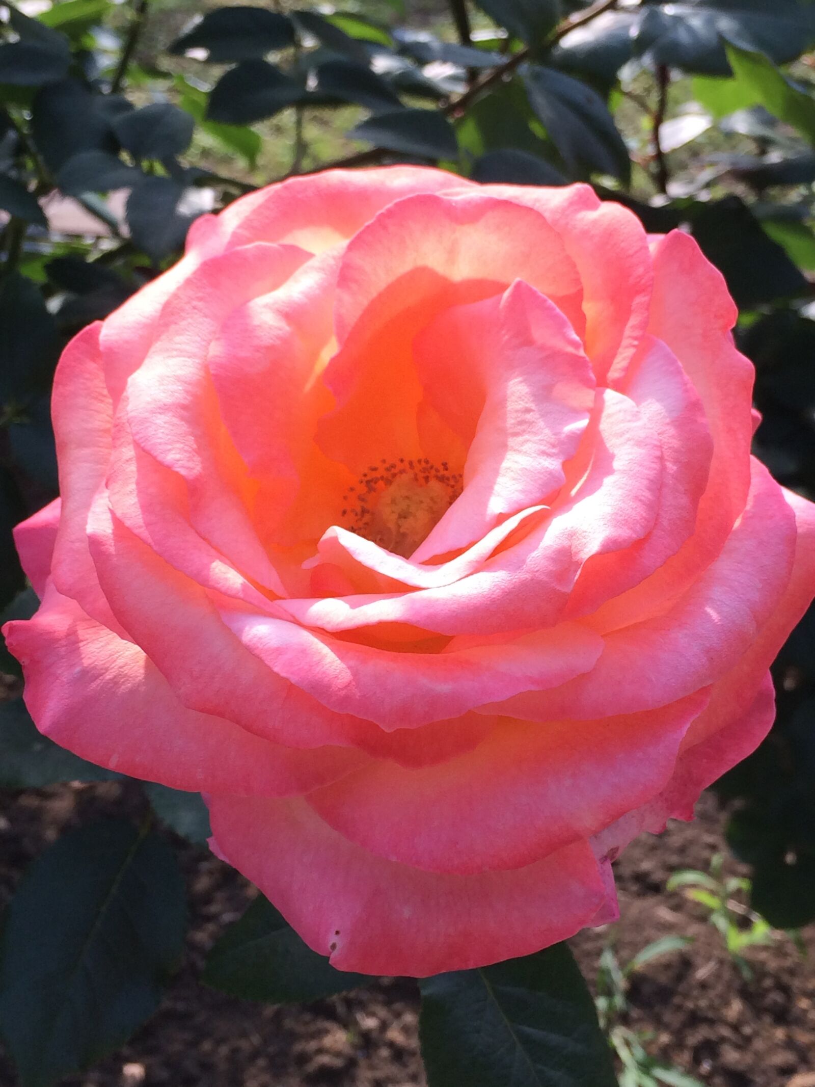 iPhone 5s back camera 4.12mm f/2.2 sample photo. Rose, roses, pink photography